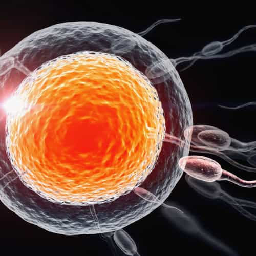 Egg Donation Cyprus vs. Spain: Your Guide to Fertility Treatment Abroad